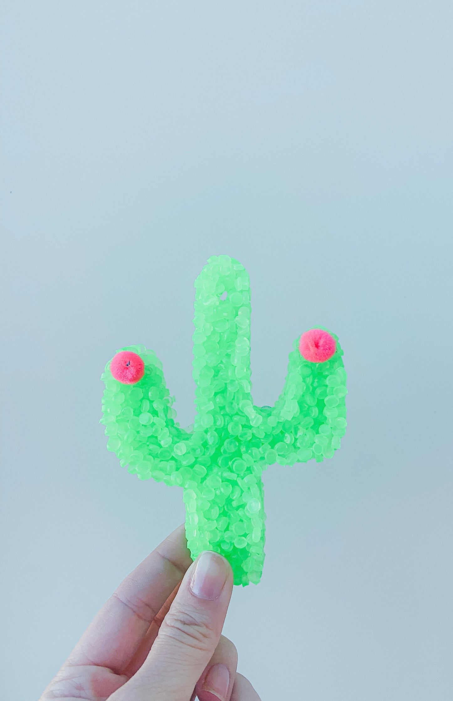 Cactus Blossoms